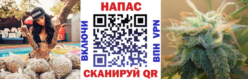 Конопля сатива Горно-Алтайск